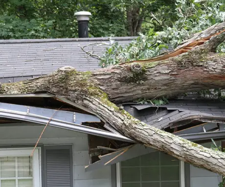 A fallen tree leaning over a house, damaging the roof.